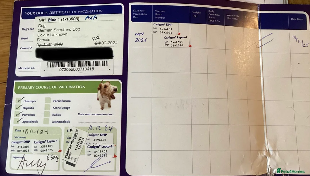 German Shepherd dogs for sale: Beautiful Female 15 Month Old German Shepard.   - Advert 5