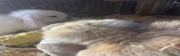 Mini Lop rabbits for sale: 2 mini lop bunnies - Advert 7