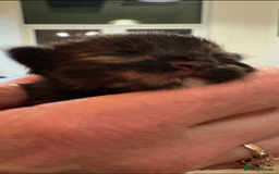 Maine Coon cats for sale: Maine Coon cuties - Advert 2