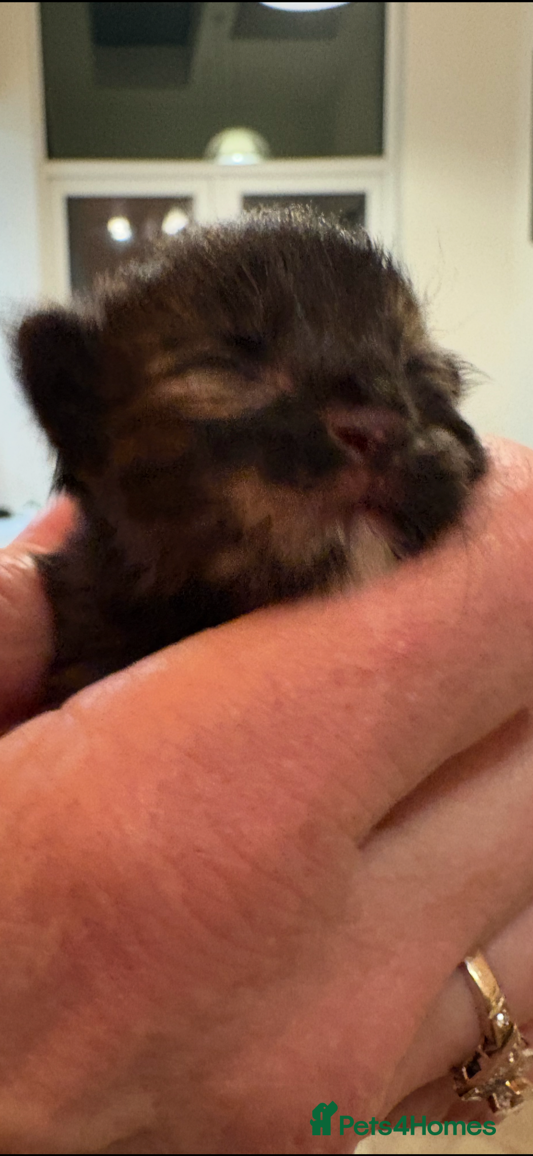 Maine Coon cats for sale: Maine Coon cuties - Advert 2