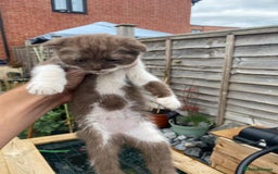 Scottish Fold cats for sale: Scottish fold cross kittens  - Image 19