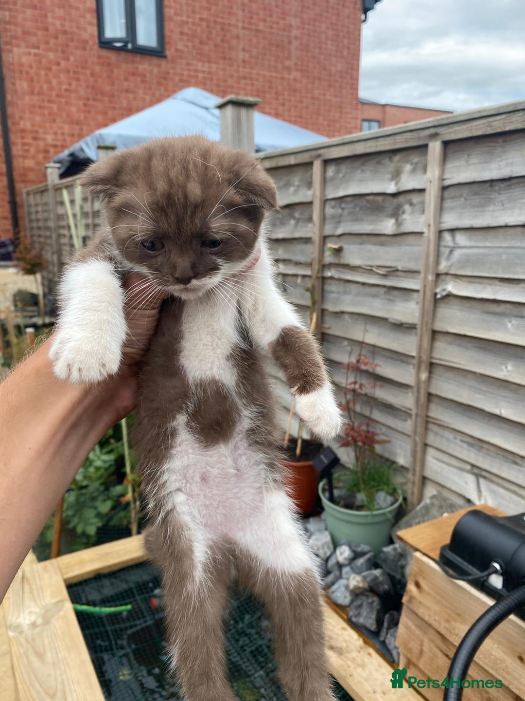 Scottish Fold cats for sale: Scottish fold cross kittens  - Image 19