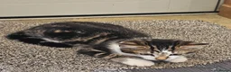 Mixed Breed cats for sale: 2 x Beautiful Kittens (boy & girl) - Advert 4