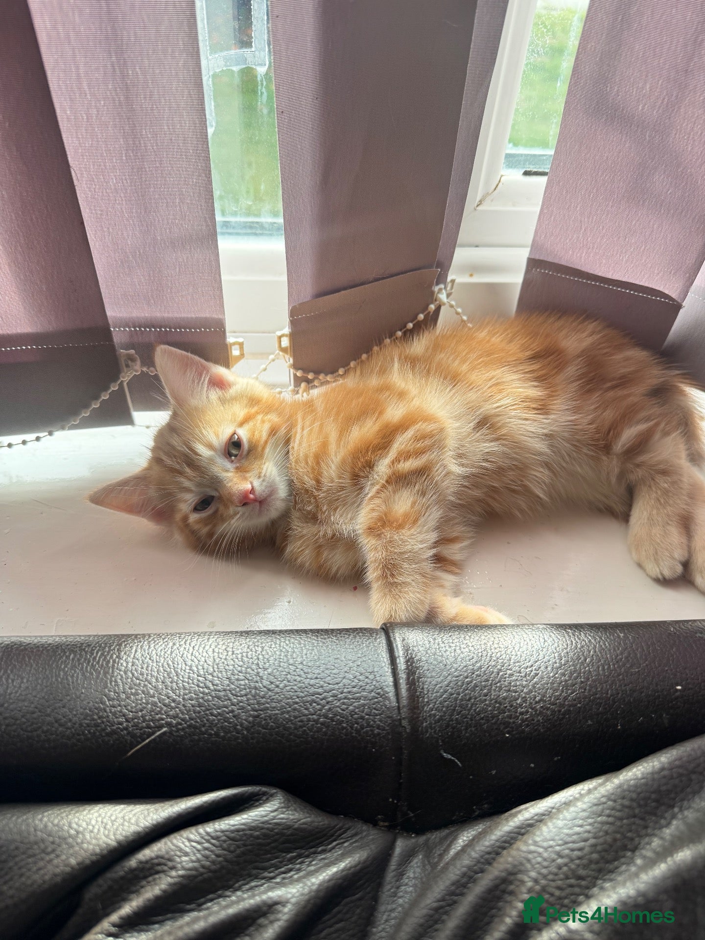 Mixed Breed cats for sale: Ginger male kitten - Advert 2