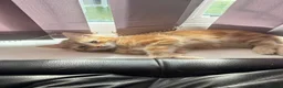 Mixed Breed cats for sale: Ginger male kitten - Advert 2