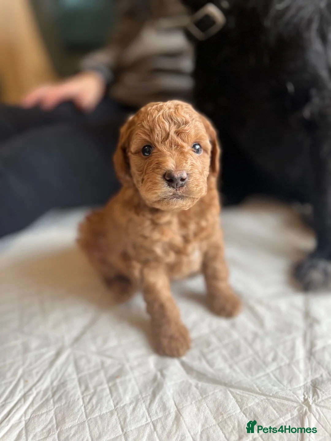 Mixed Breed dogs for sale: F1B Cockapoo Puppies – KC Toy Poodle Sired in Halifax - Advert 7