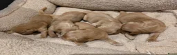 Golden Retriever dogs for sale: Golden retriever champion bloodline puppies. - Advert 23