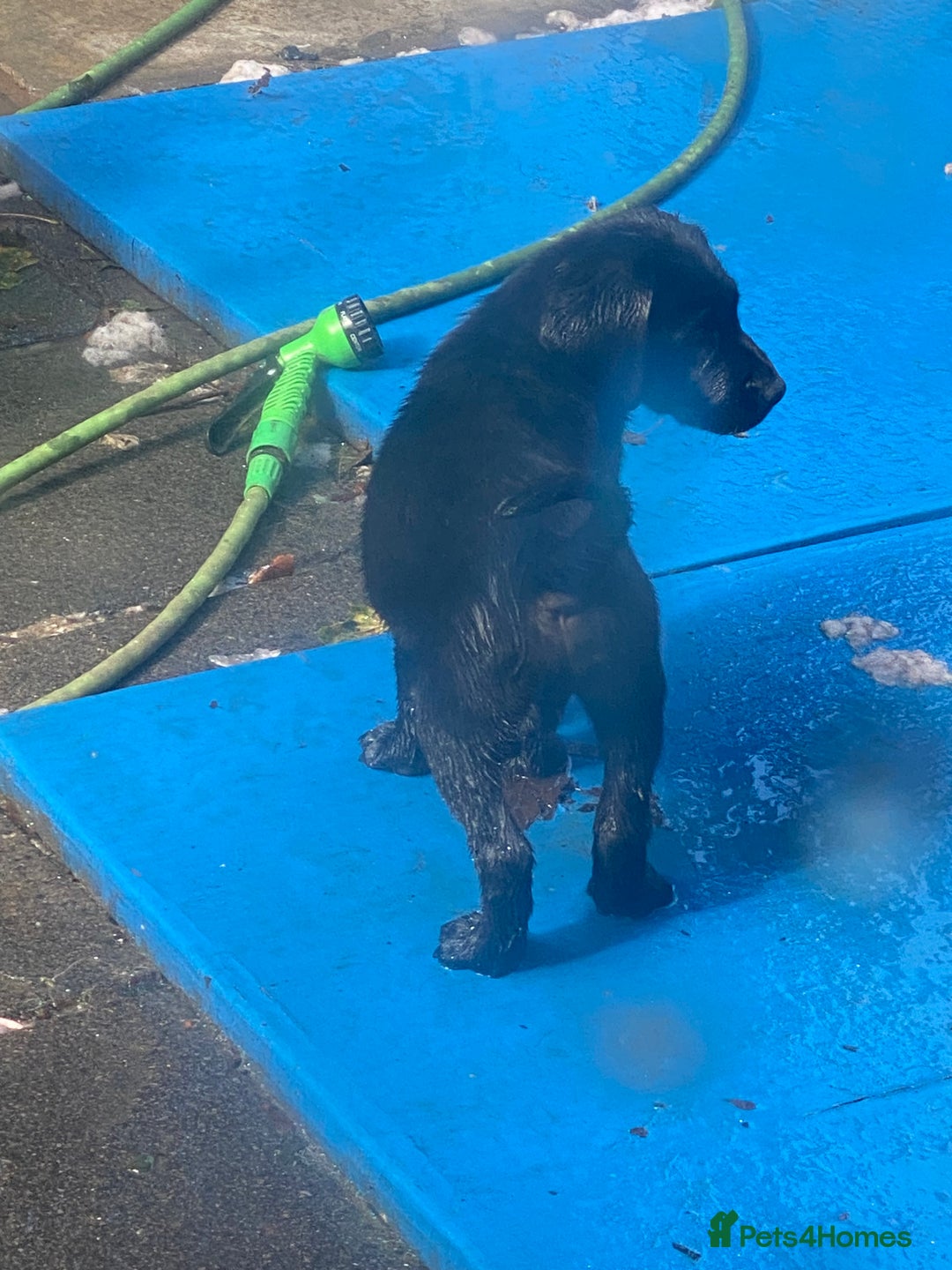 Labrador Retriever dogs for sale: Kc Labrador puppy ALLinjectionsfleawormchipinsured - Image 40