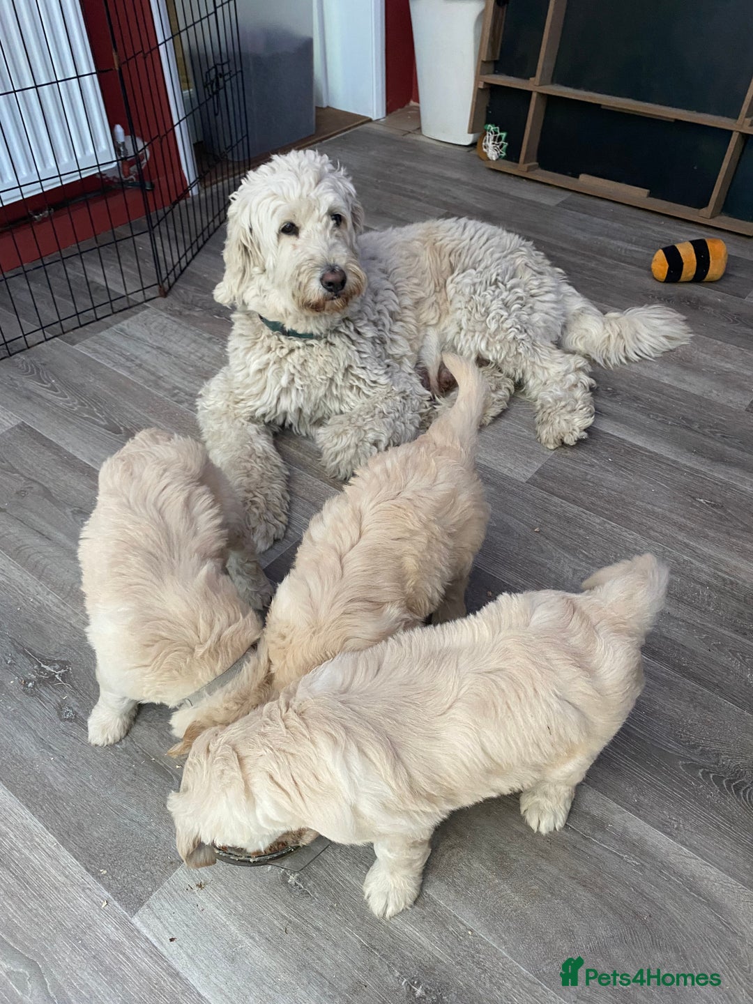 Goldendoodle dogs for sale: Only 2 left of Mela's Marvels F1Bs - Image 15