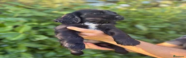 Cocker Spaniel 4