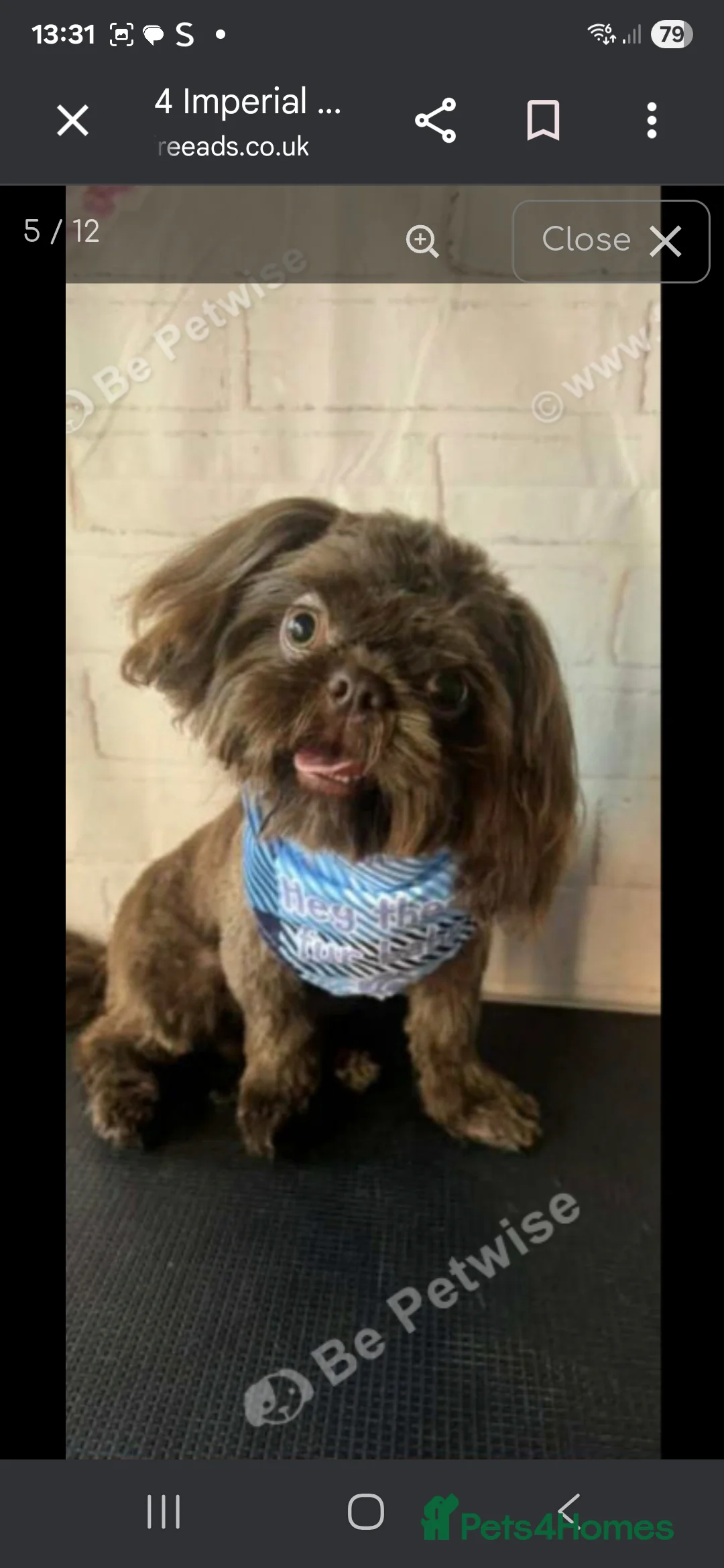 Shih Tzu dogs for sale: Shih tzu puppies  - Advert 2