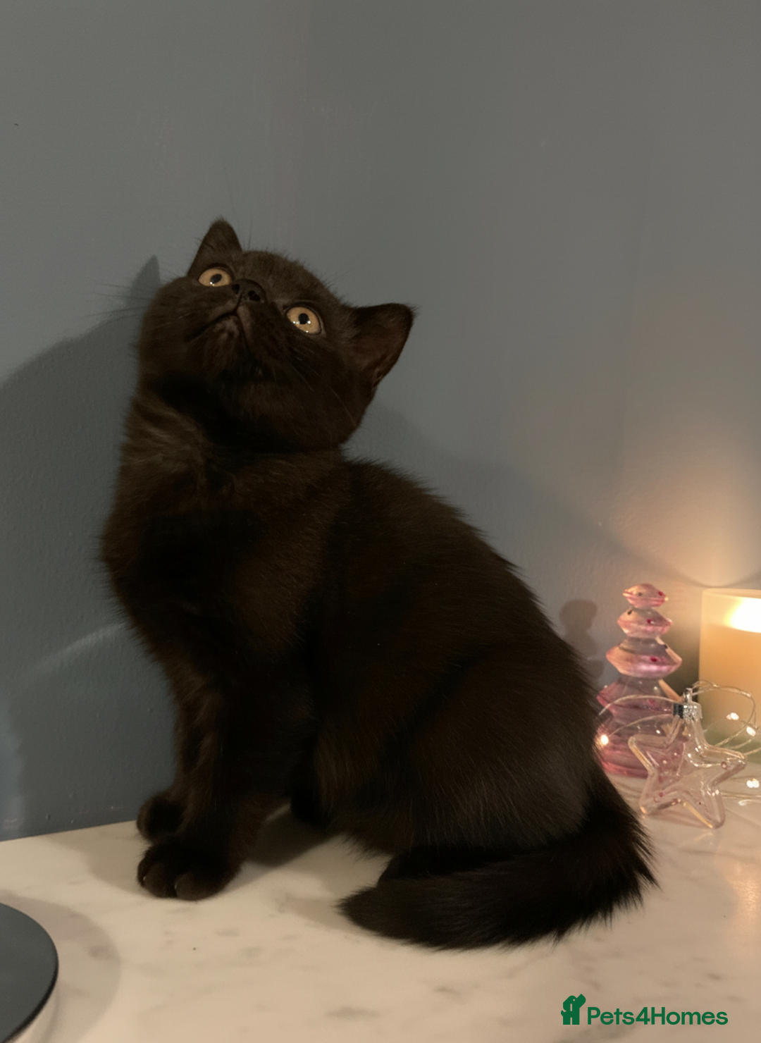 British Shorthair cats for sale: Gorgeous BSH Kittens – Cinnamon, Lilac & Black 🐾 - Advert 6