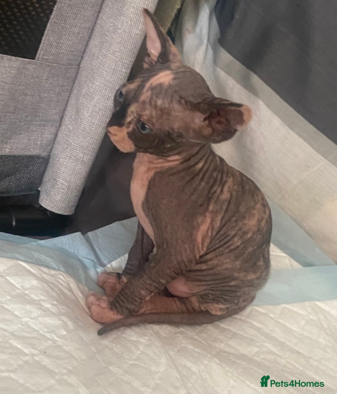 Sphynx cats for sale: 3 adorable Sphynx looking for their forever home  - Image 6