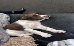 English Springer Spaniel dogs for stud: Springer spaniel stud  - Advert 4