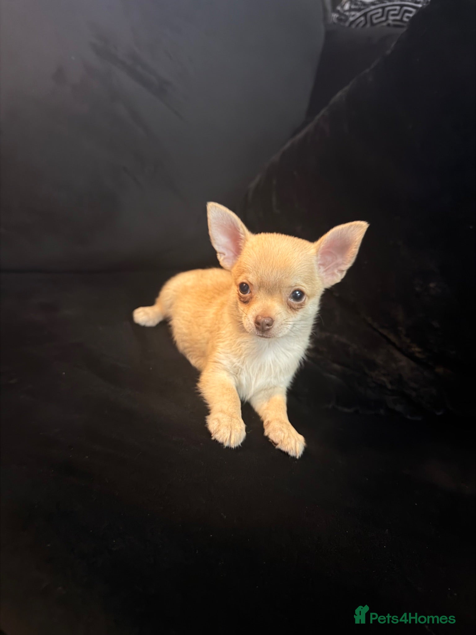 Chihuahua dogs Chihuahua puppies🩷🩵 - Advert 1