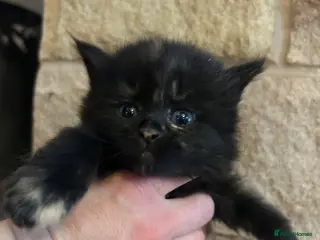 Mixed Breed cats Cute kittens ready TODAY! 1LEFT - Advert 11