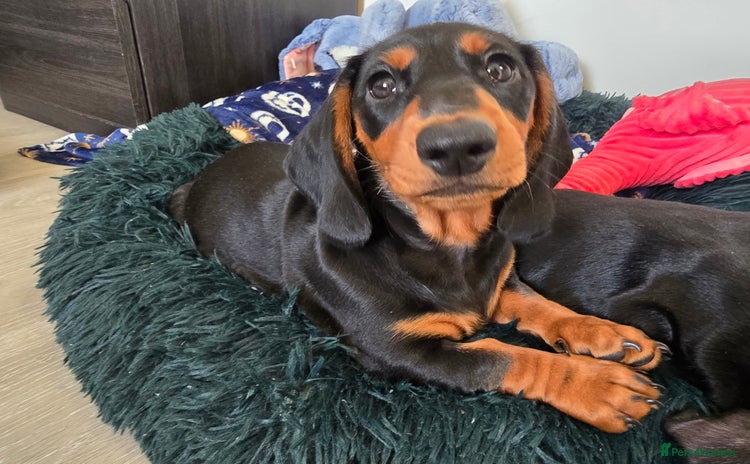 Dachshund dogs Beautiful Dachshund girl  - Advert 5