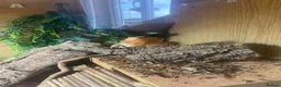 Bearded Dragon reptiles for sale: Bearded dragon for sale  - Advert 2