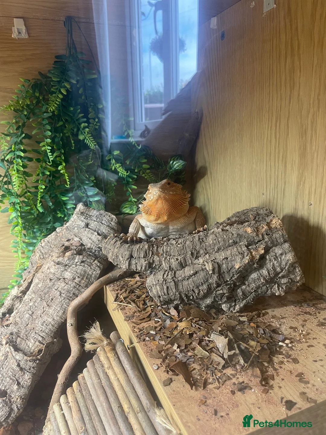 Bearded Dragon reptiles for sale: Bearded dragon for sale  - Advert 2