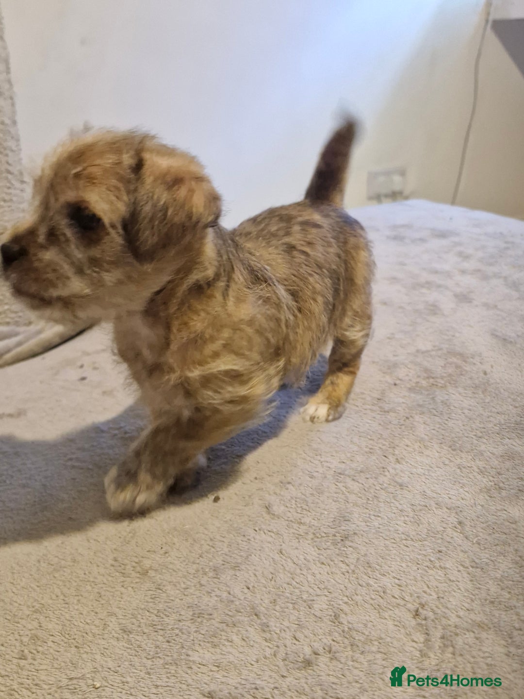 Mixed Breed dogs for sale: 3 beautiful malshi x Jack russell cross puppies  - Advert 4