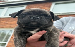 Mixed Breed dogs for sale: Pug x staffy pups REDUCED - Image 11