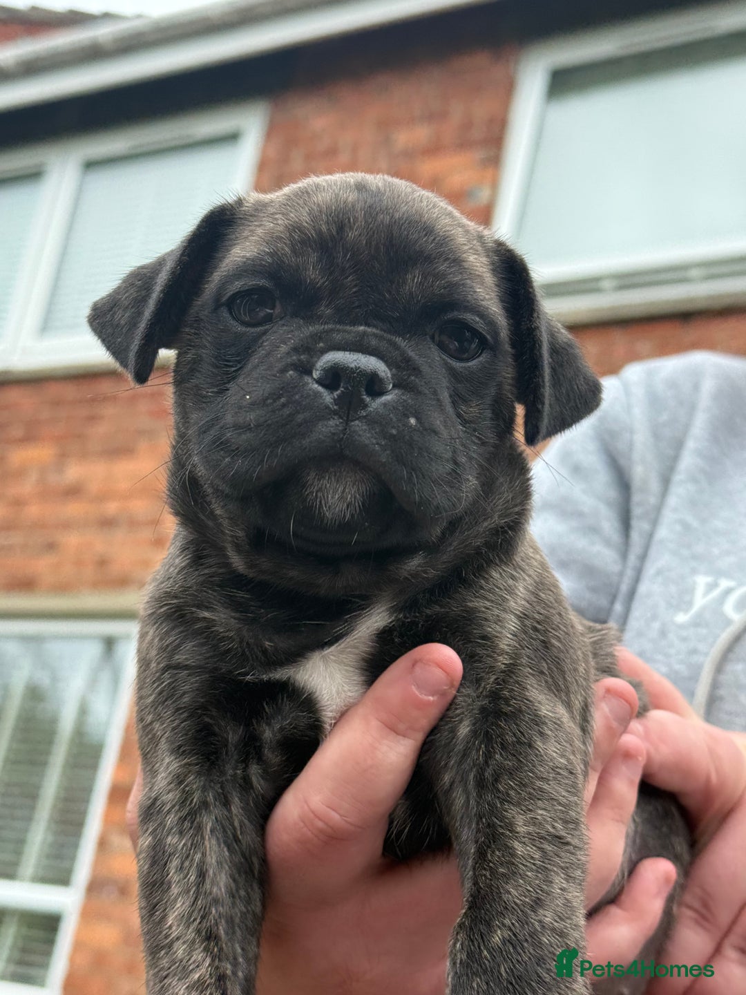 Mixed Breed dogs for sale: Pug x staffy pups REDUCED - Image 11