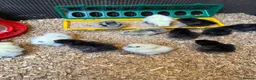 Chickens poultry for sale: Pure bred silkies white/black and colours  - Advert 1