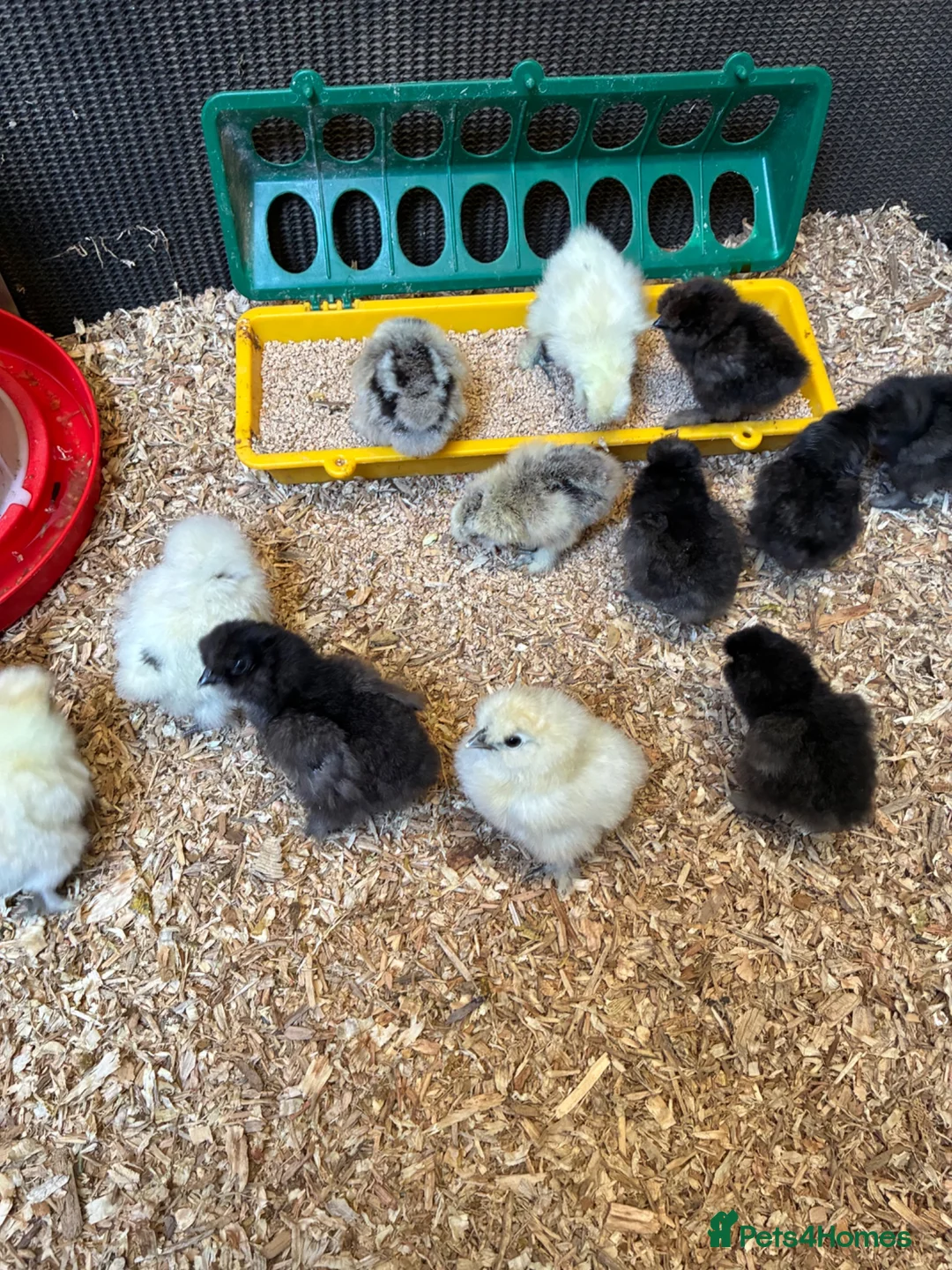 Chickens poultry for sale: Pure bred silkies white/black and colours  - Advert 1