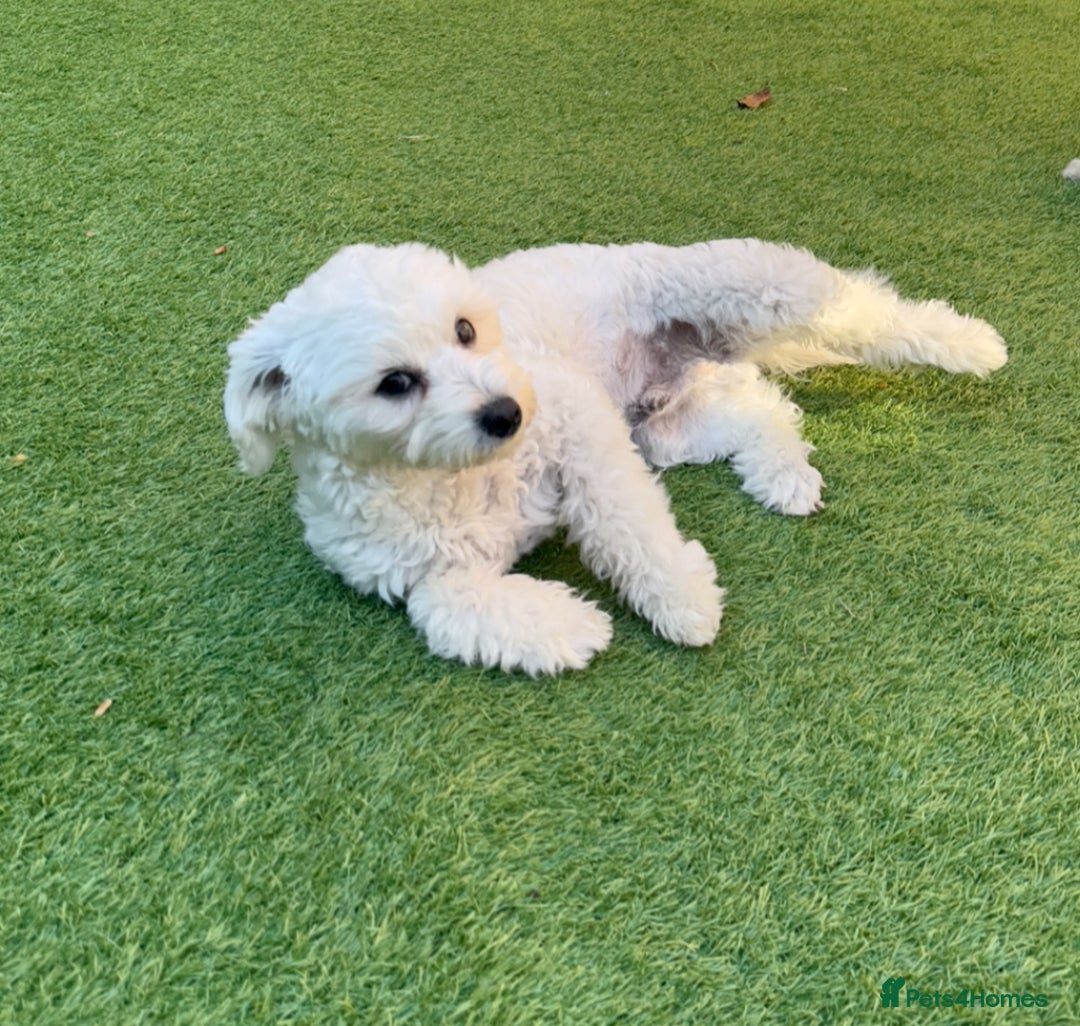 Maltese dogs for sale: 5 months old male Maltese - Image 4