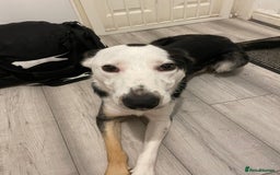 Border Collie dogs for sale: Finn the Border Collie  - Image 3
