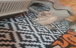 Scottish Fold cats for sale: Scottish fold and british short-hair cats - Advert 2