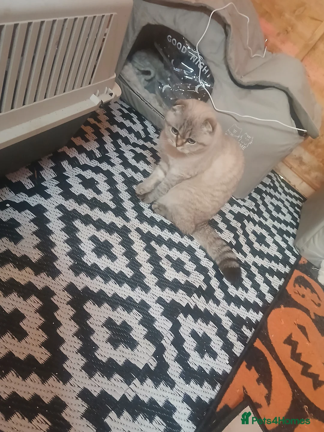 Scottish Fold cats for sale: Scottish fold and british short-hair cats - Advert 2