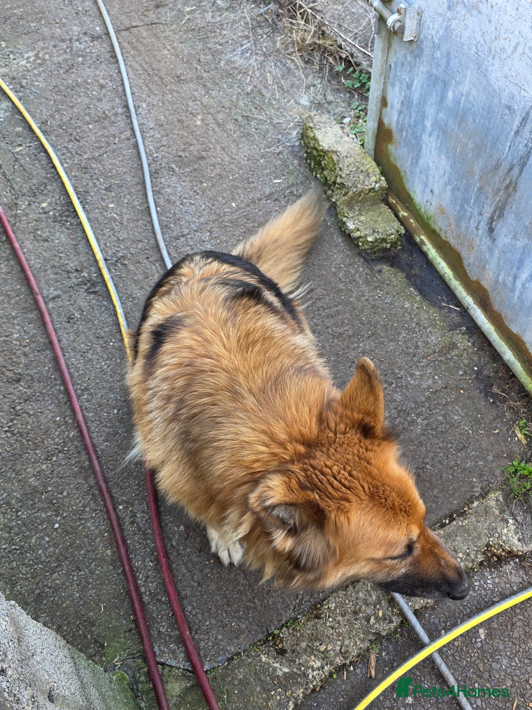 German Shepherd dogs for sale: German shepherd bitch  - Advert 5