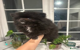 Pomeranian dogs for sale: 4 lovely Pomeranian Puppies for sale AVAILABLE NOW - Image 14