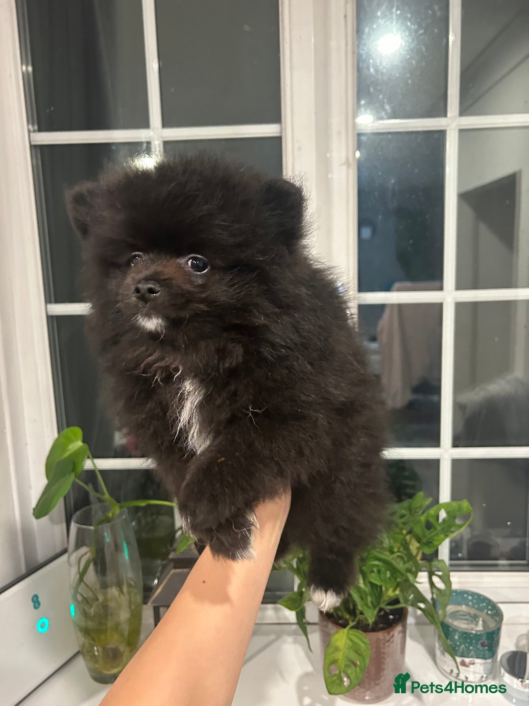 Pomeranian dogs for sale: 4 lovely Pomeranian Puppies for sale AVAILABLE NOW - Image 14
