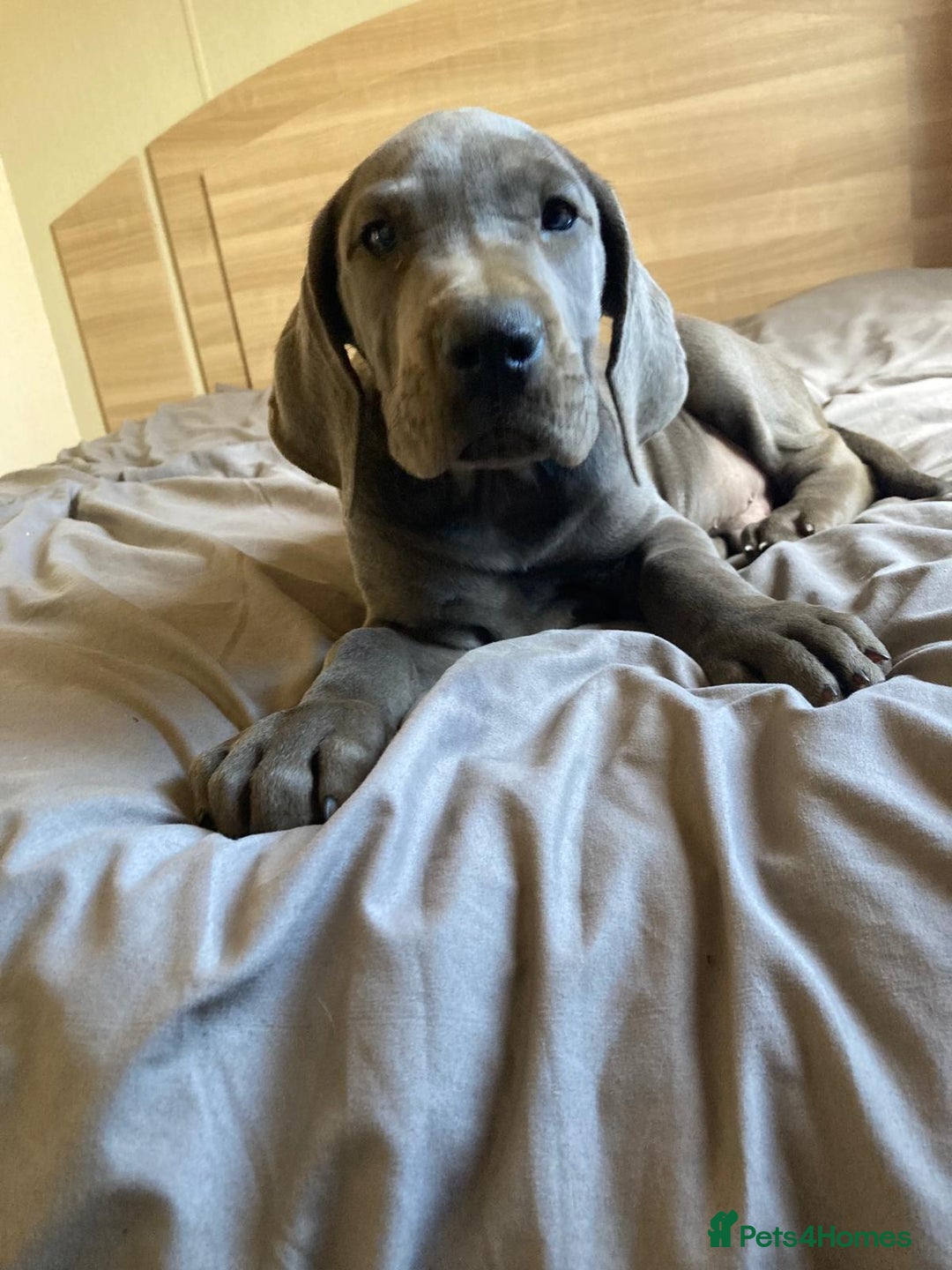 Great Dane dogs for sale: Blue Great Dane puppies - Advert 15
