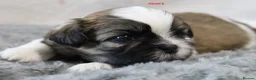 Shih Tzu dogs for sale: KC reg CUTE SHIH TZU BOY PUPPIES - Advert 3