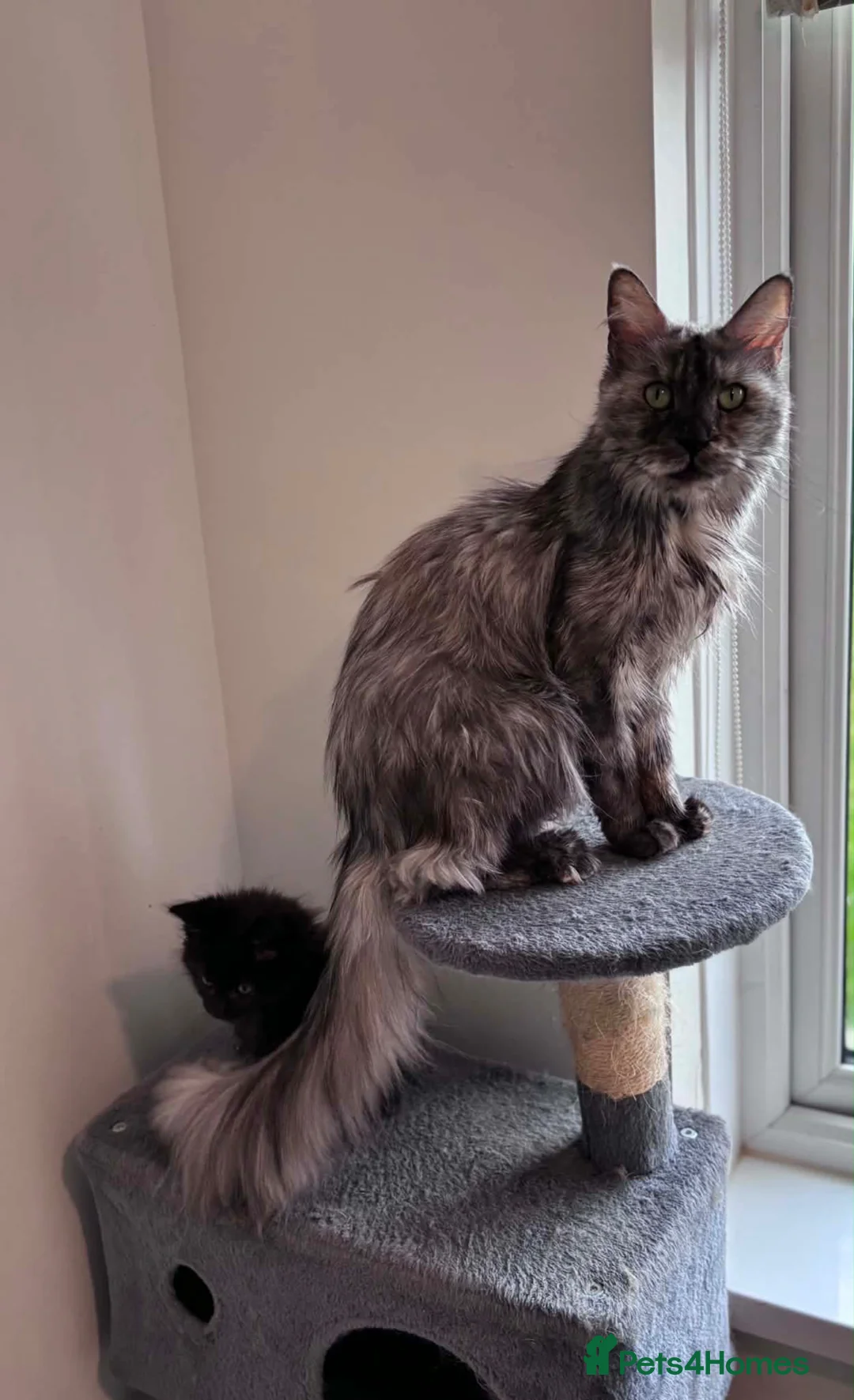 Maine Coon cats for sale: Cream Maine Coon Boy from Large TICA Blue Dad - Advert 11
