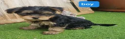 Yorkshire Terrier dogs for sale: Yorkshire terrier puppies 1  boy 12 weeks old  - Advert 4
