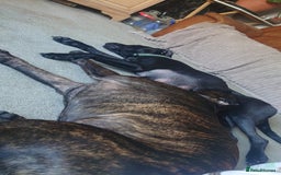 Cane Corso dogs for sale: Cane corso puppies  - Image 5