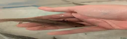 Axolotl reptiles for sale: Copper axanthic Melanoid baby Axolotl - Advert 16