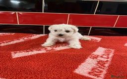 Miniature Schnauzer dogs for sale: 5* LICENSED KC MINI (TOY) SCHNAUZER LITTER - Advert 7