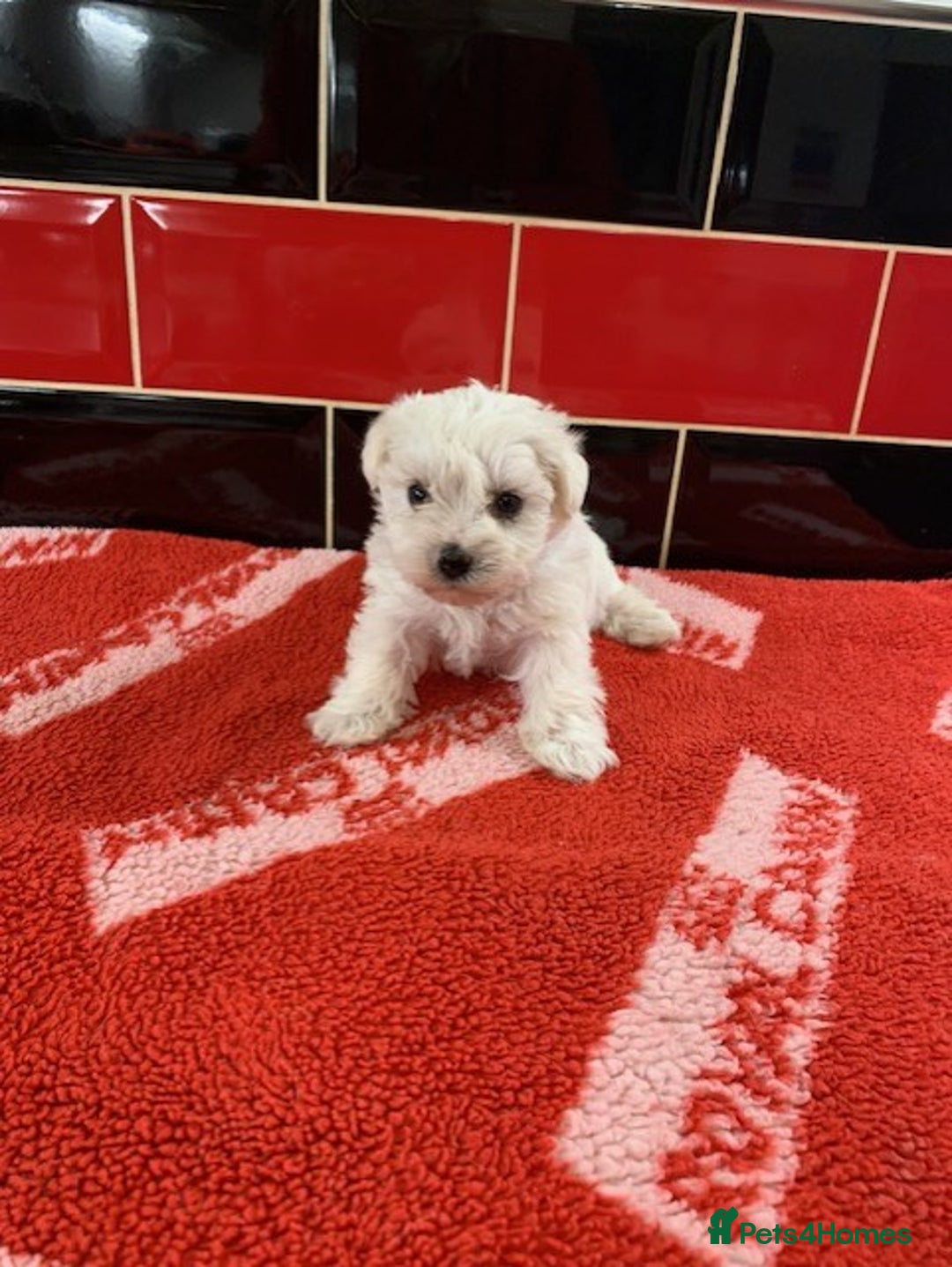 Miniature Schnauzer dogs for sale: 5* LICENSED KC MINI (TOY) SCHNAUZER LITTER - Advert 7