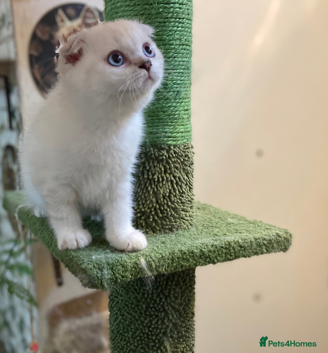Munchkin cats for sale: Full pedigree munchkin kitten  - Image 4