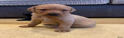 Labrador Retriever dogs for sale: Labrador Puppies  - Advert 9