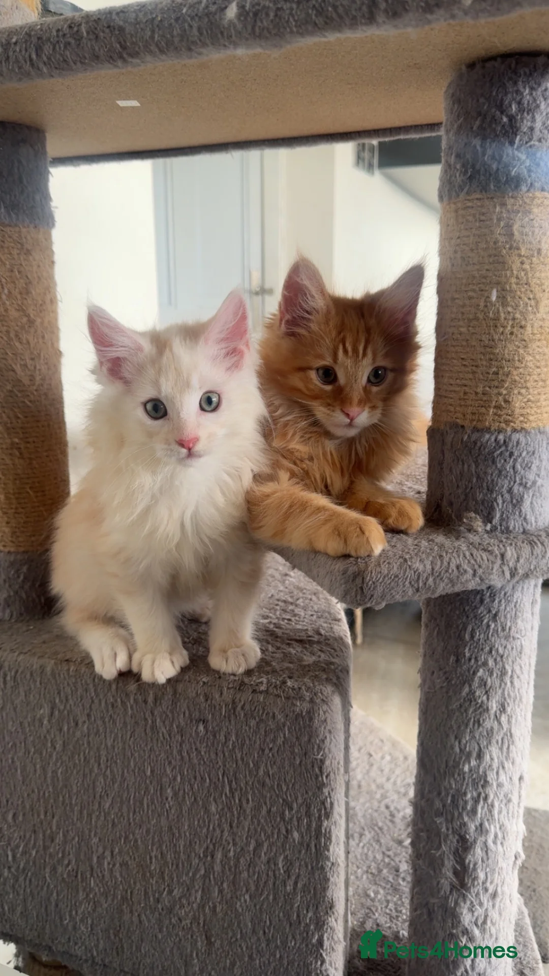 Maine Coon cats for sale: Beautiful Maine coon Kittens 4 left ready to leave - Advert 2
