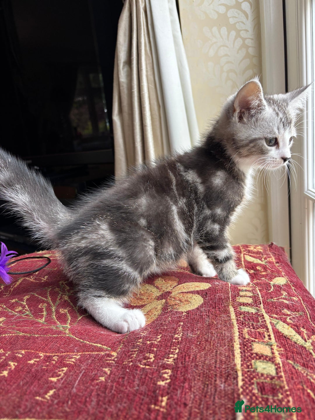 Persian cats for sale: Persian chinchilla mix of 3 boys left in St Albans - Image 15