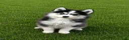 Pomsky dogs for sale: F3 Pomsky Puppies - all blue eyed  - Advert 16