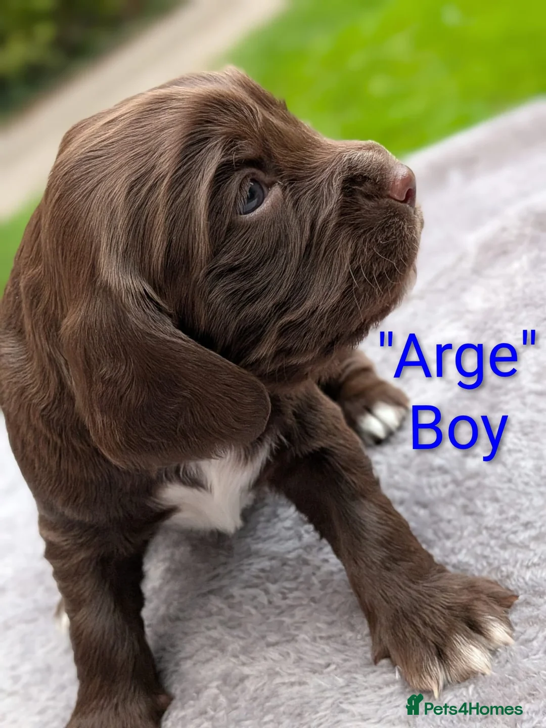 Sprocker dogs for sale: Absolutely Stunning Sprocker Puppies!  - Advert 2