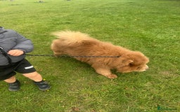 Chow Chow dogs for sale: Russian Lilac male chow chow - Image 3